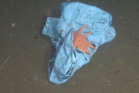 На дне Марианской впадины обнаружили пластиковый пакет
