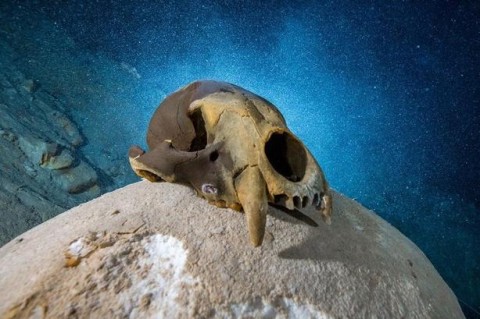 Археологи нашли останки самого древнего животного