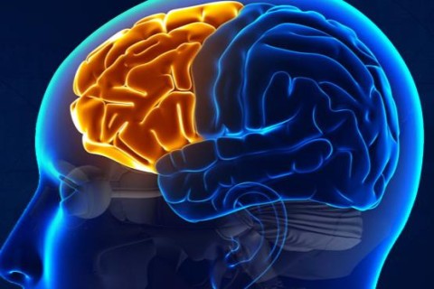 Австралийские ученые обнаружили у человека новый участок мозга, которого нет у животных