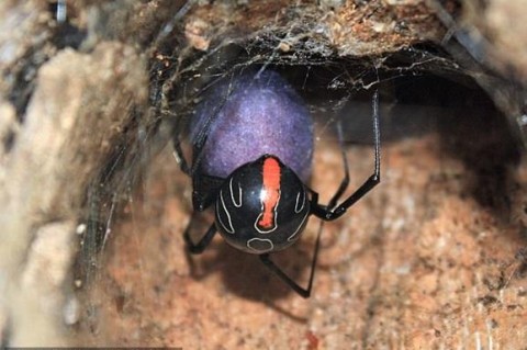 Стало известно, как выглядит самый опасный паук в мире