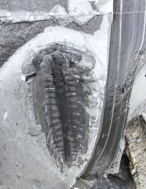 В Китае обнаружили уникальные древние окаменелости возрастом более полмиллиарда лет