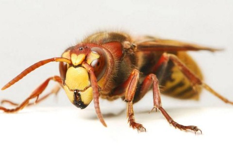 В Китае обнаружили неизвестное науке насекомое