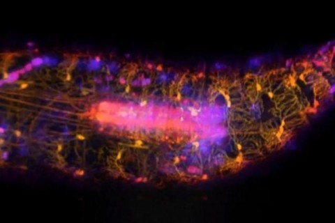 Ученые впервые в истории сняли на видео работу нервных клеток личинки мухи