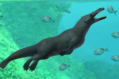 Ученые обнаружили останки четвероногого кита в Перу