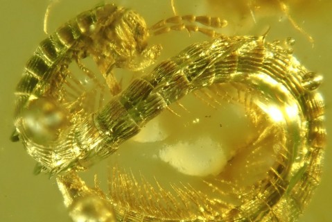 Ученые обнаружили в янтаре существо, которое жило 99 млн лет назад