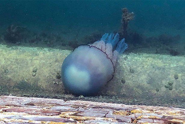 В британских водах нашли медуз-гигантов