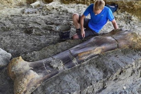 Во Франции ученые обнаружили самую большую кость зверя в истории