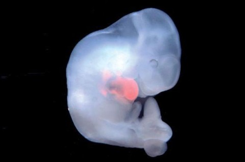 В Японии будут выращивать эмбрионы животных с клетками человека