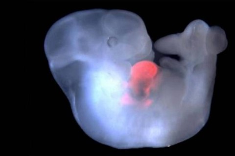 Ученые создали эмбрион из клеток человека и обезьяны
