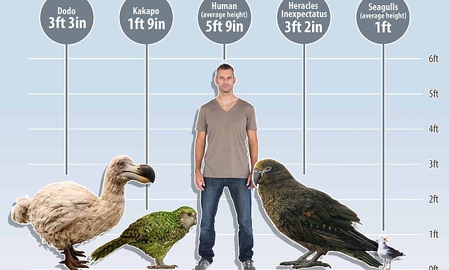 Ученые нашли останки гигантского попугая, жившего 19 млн лет назад