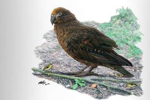 Ученые нашли останки гигантского попугая, жившего 19 млн лет назад