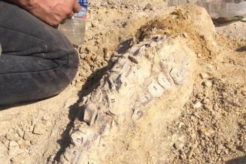 В Крыму нашли останки кита возрастом десять миллионов