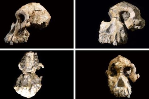 В Эфиопии нашли череп древнейшего вида австралопитека
