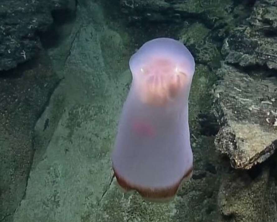 В Тихом океане обнаружили загадочное глубоководное существо