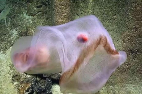 В Тихом океане обнаружили загадочное глубоководное существо