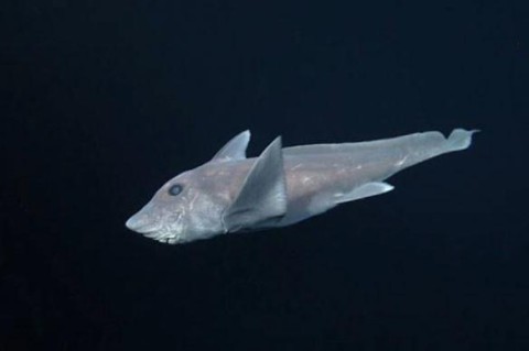 Ученые впервые смогли запечатлить на видео акулу-призрака
