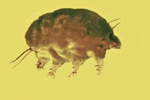 Плесневая свинья: ученые обнаружили в кусочке янтаря необычное микроскопическое животное
