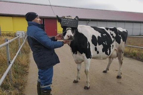 На российской ферме протестировали виртуальные очки для коров