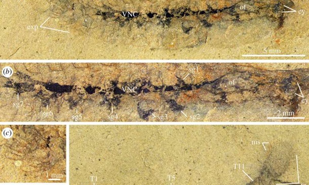 Гарвардские ученые нашли окаменелый мозг возрастом более 500 млн лет