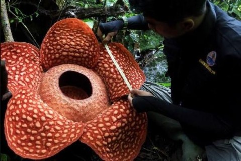 В Индонезии нашли самый большой в мире цветок