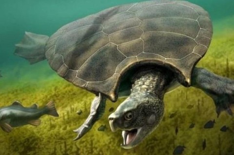 Археологи обнаружили останки гигантской древней черепахи