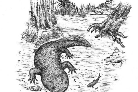 Палеонтологи нашли в Сибири самую древнюю саламандру в мире, которой почти 170 млн лет