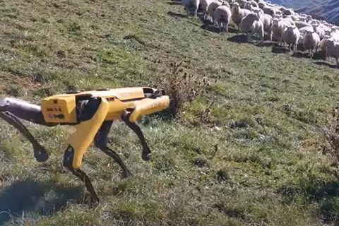 Изобретатели научили собаку-робота пасти овец