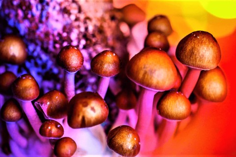 Ученые нашли галлюциногенные грибы, которые лечат депрессию