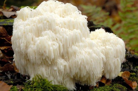 Украинские ученые создали пластик из грибов