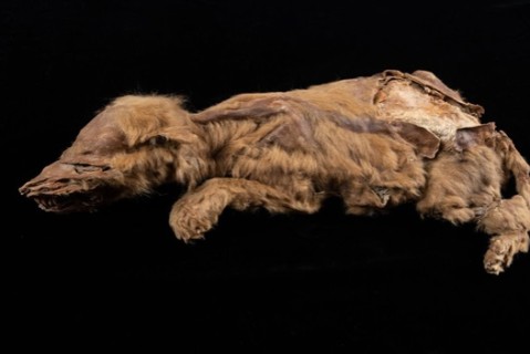 В Канаде на золотом руднике нашли идеально сохранившеюся мумию волка