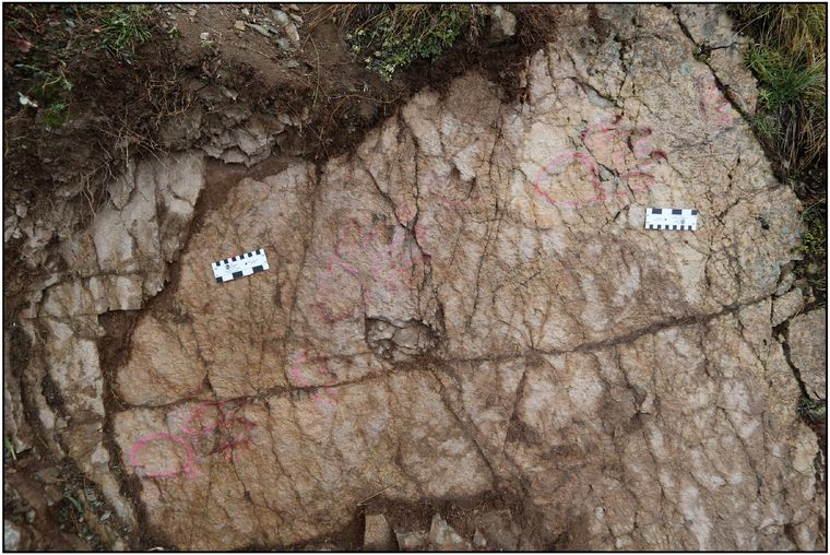 Ученые нашли в горах Альп следы 250 млн-летней рептилии, которая не должна была там находится