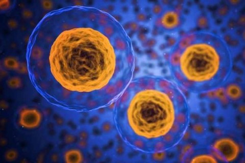 Американские ученые нашли клетки, которые могут победить старость