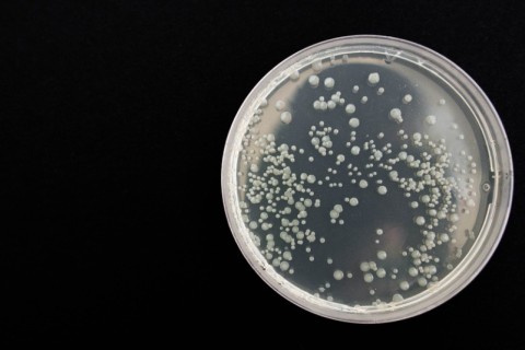 Ученые нашли в Арктике новые бактерии