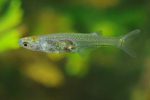 В Германии ученые открыли новый вид рыб с самым маленьким мозгом