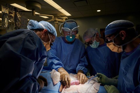 Американские врачи впервые в истории смогли пересадить почку свиньи человеку