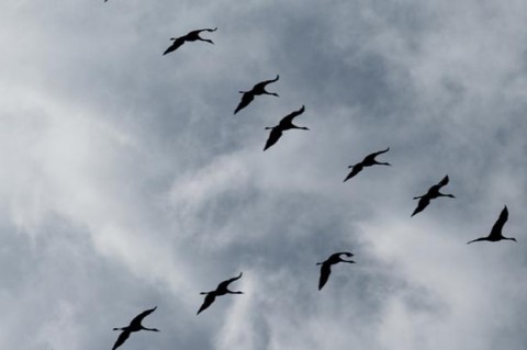 Ученые: Некоторые перелетные птицы могут прекратить зимнюю миграцию