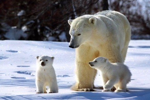 Ученые заявили, что из-за глобального потепления белым медведям приходится есть северных оленей