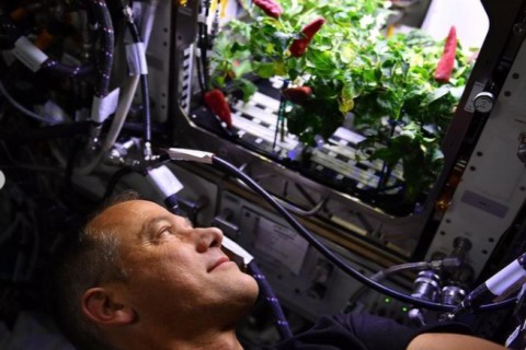 Ночь тако: эксперимент NASA по выращиванию перца чили побил рекорды