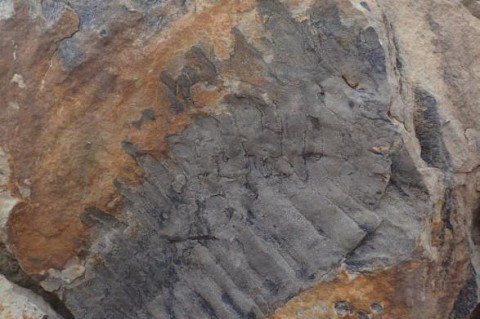 В Англии ученые нашли окаменелость многоножки, которой 326 млн лет