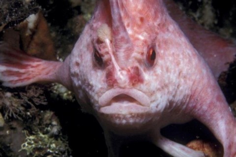 Впервые за 22 года: в Австралии обнаружили редкую розовую рыбу с 