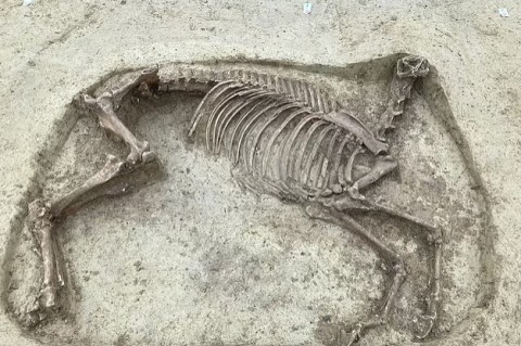 Возраст около 1400 лет: в Германии археологи обнаружили скелет всадника и лошади без головы